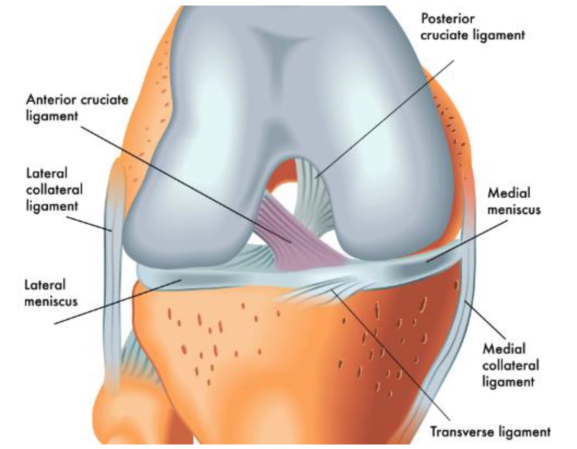 ACL Injury in Female Athletes – HPSNZ